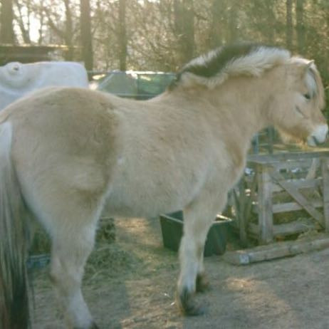 Das Bild xD - (Pferd, Pony, Mähne)