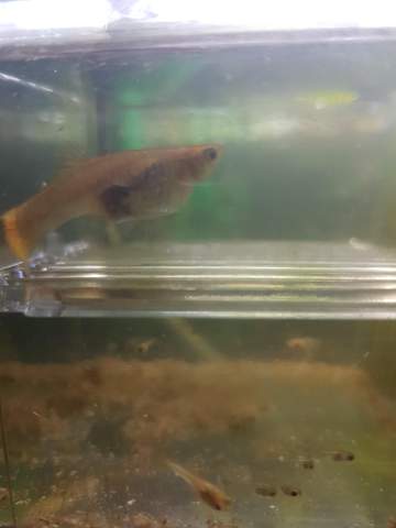 Steht mein guppy kurz vor der Entbindung? (schwanger, Baby, Fische)