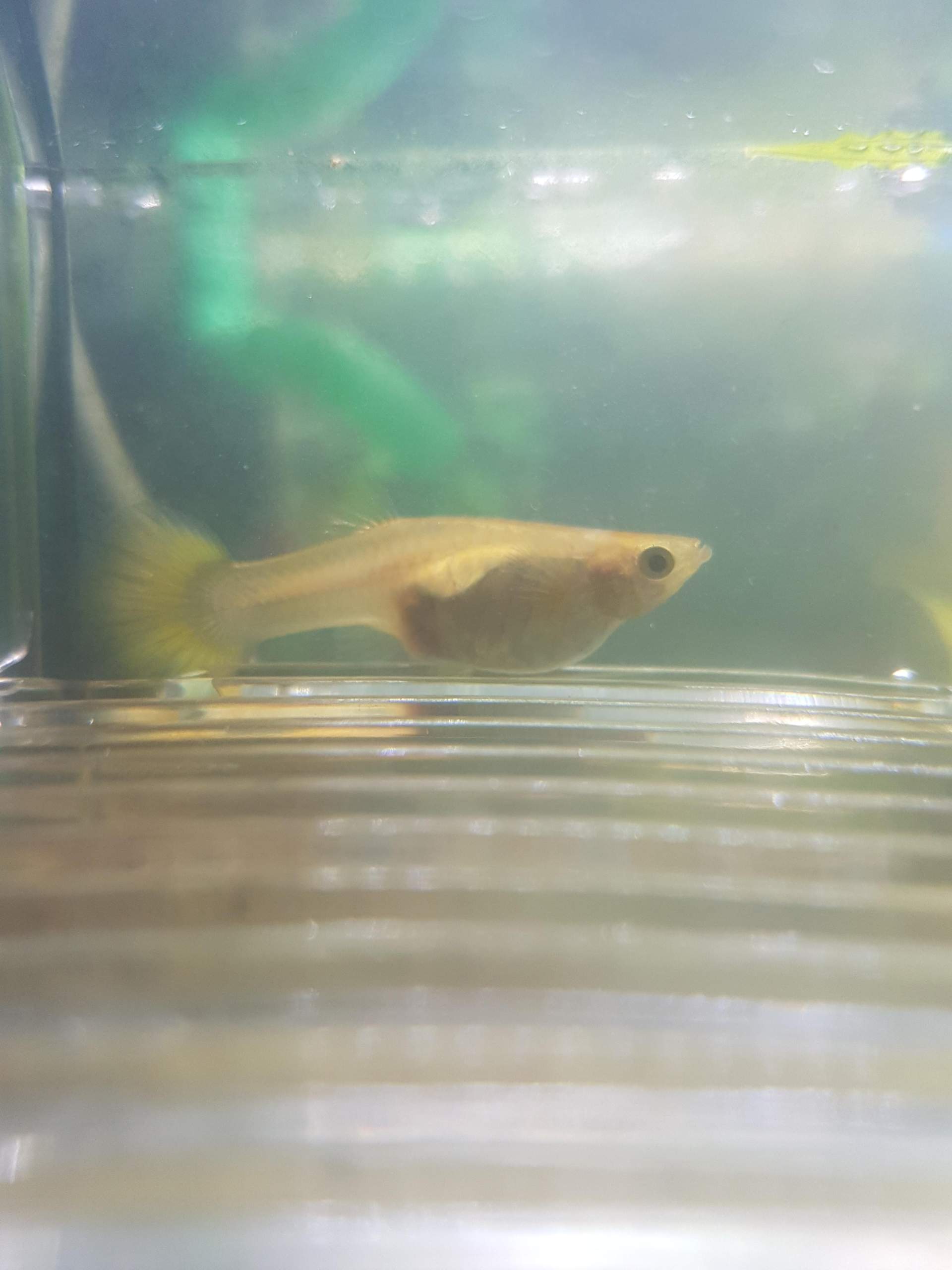 Steht mein guppy kurz vor der Entbindung? (schwanger, Baby, Fische)