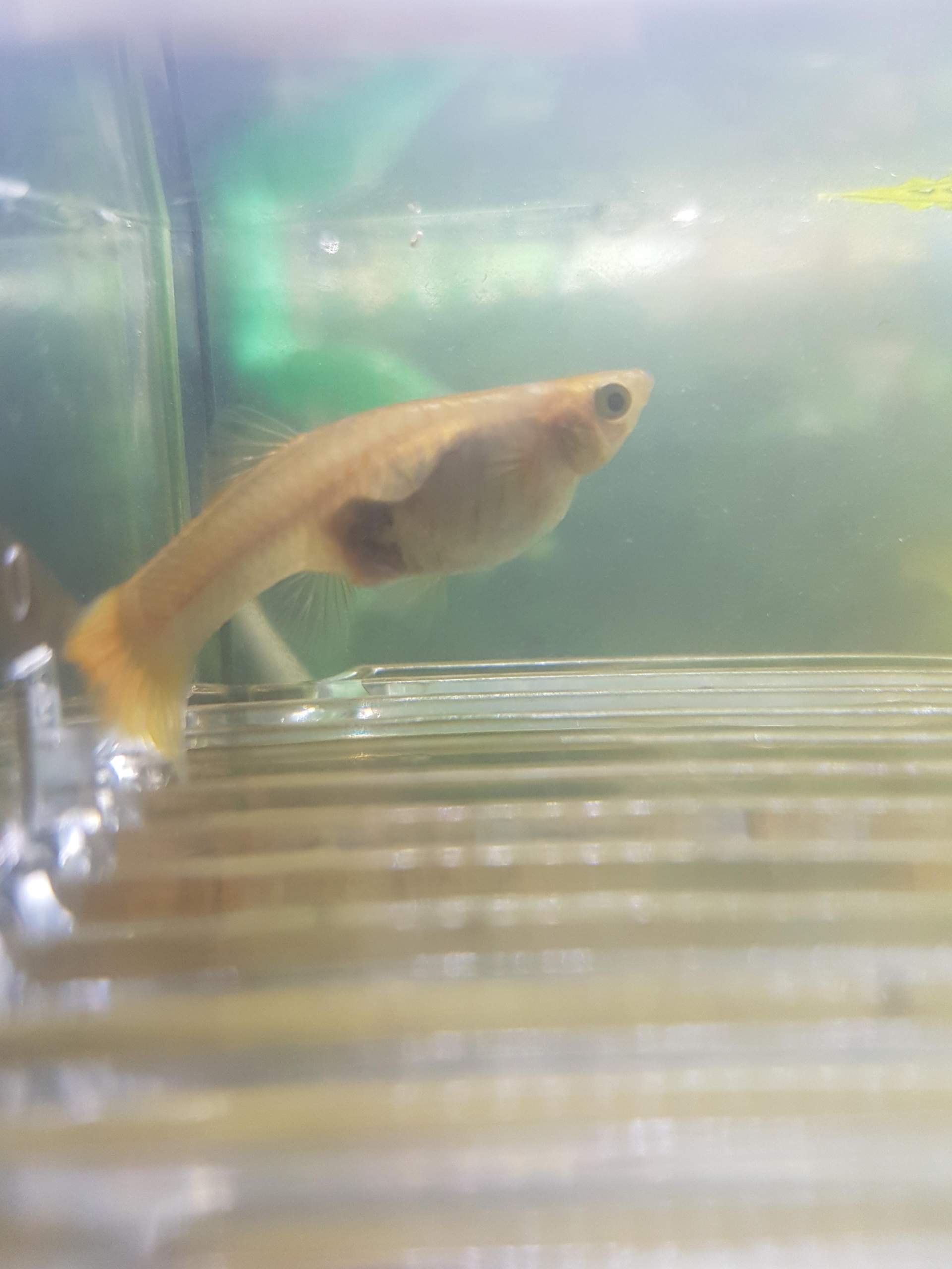 Steht mein guppy kurz vor der Entbindung? (schwanger, Baby, Fische)