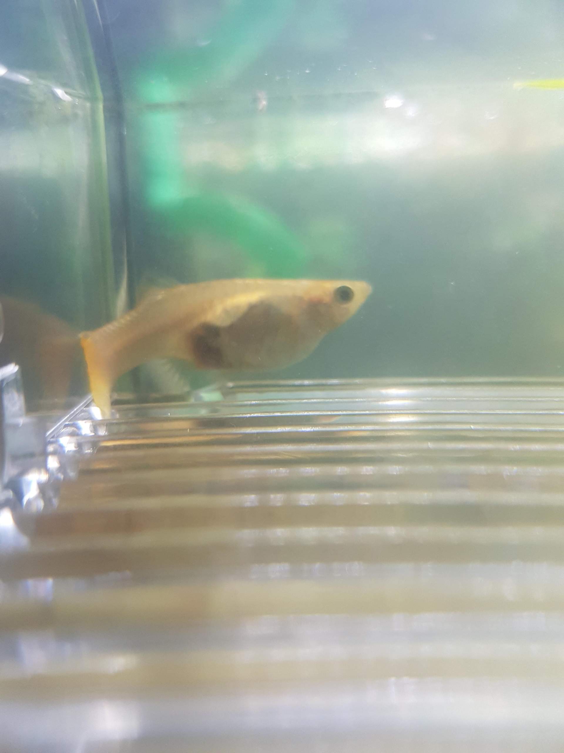 Steht mein guppy kurz vor der Entbindung? (schwanger, Baby, Fische)