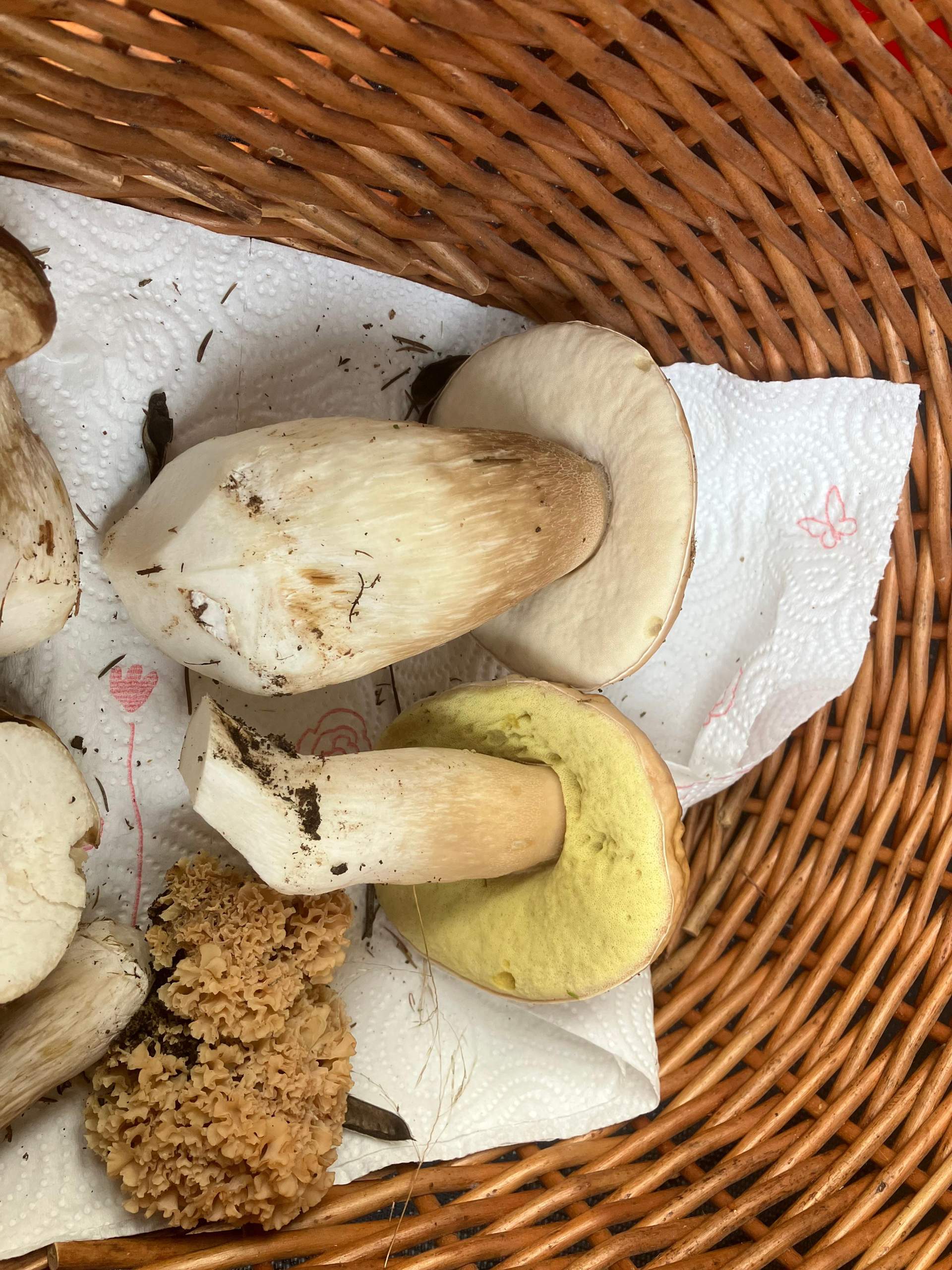 Steinpilze? (Essen und Trinken, Pilze, Pilzbestimmung)