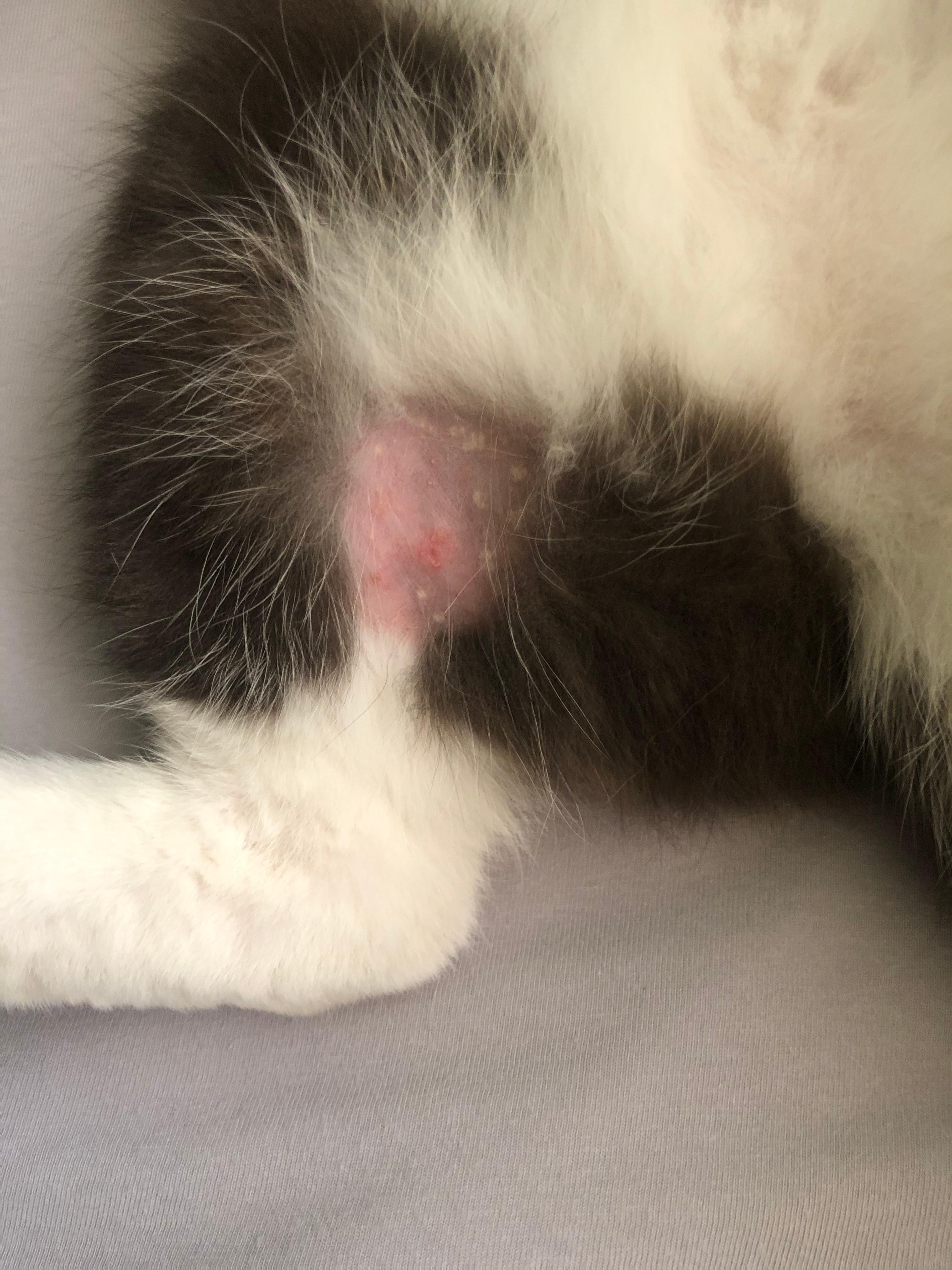 stelle ohne fell bei katze tiere katzen tierarzt