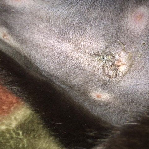 Kastration Katze Gesundheit Und Medizin Tiere Operation