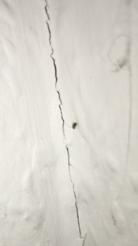 Bettwanzen wg Bettwanzen wg