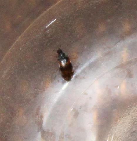 Es ist sehr klein, so 2-3 mm - (Insekten, Ungeziefer, Flöhe)