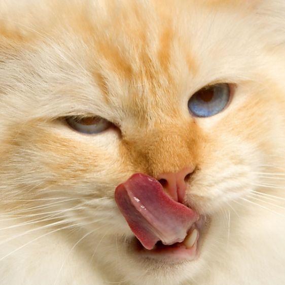 stimmt das das frauen auf katzen eifersuchtig sind bei einem mann