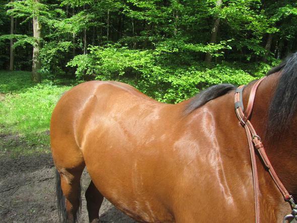 stimmt das echt? rille, von der muskulatur? reiten? (Mädchen, Pferd ...