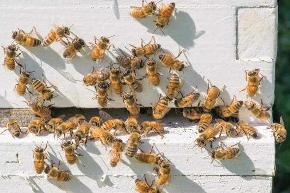 Stimmt es, dass ein Bienenschwarm niemanden sticht?