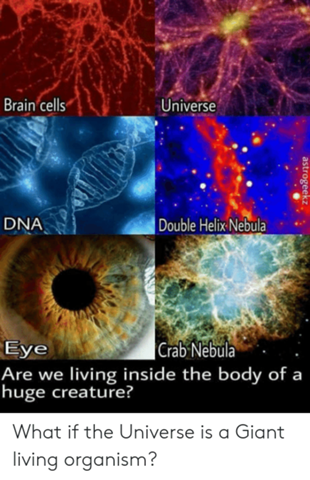 Stimmt es dass es Ähnlichkeiten zwischen dem Universum und uns gibt?