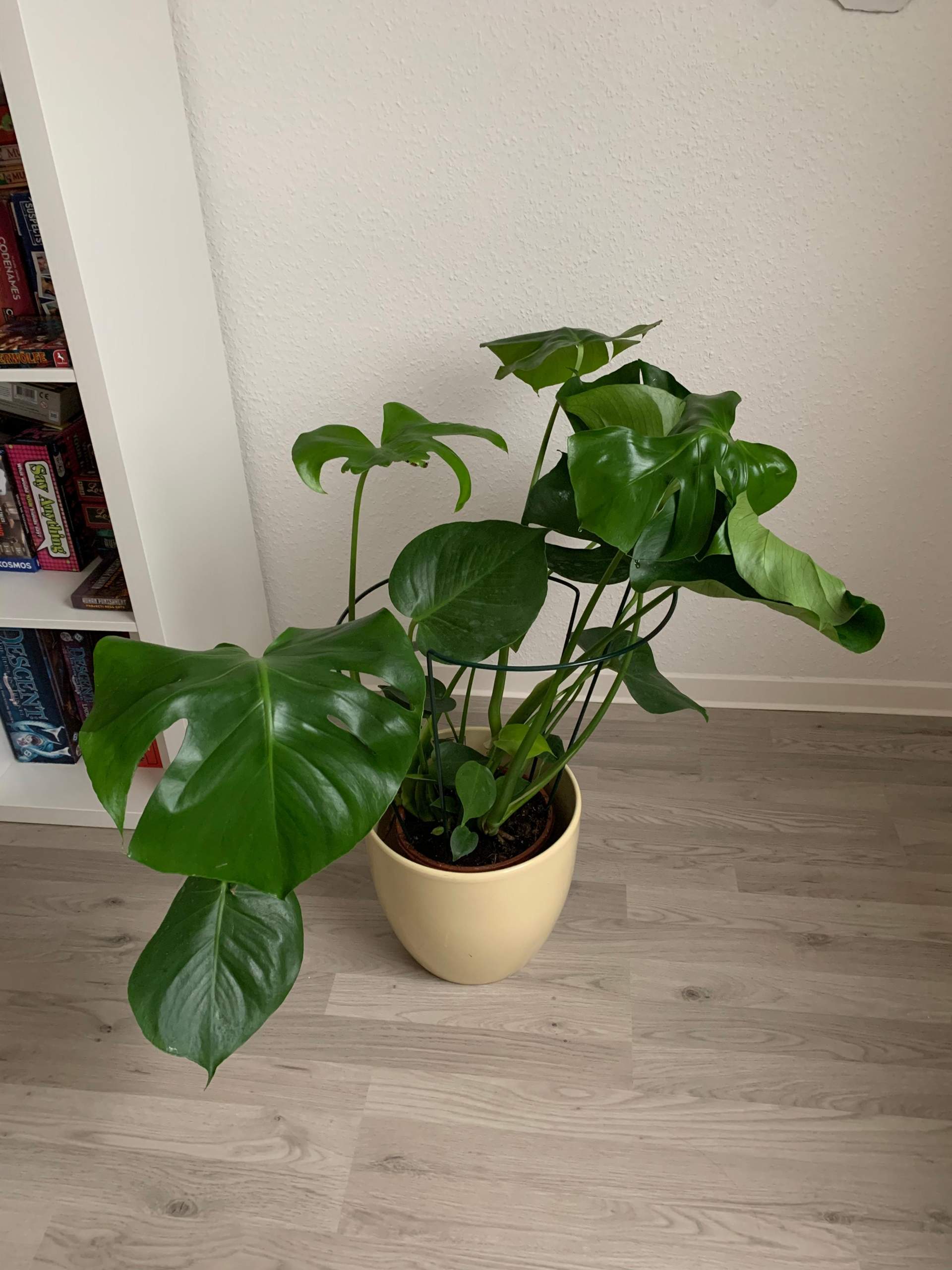 pilea friendship plant Pilea involcrata Moon Valley Terrarium Plant