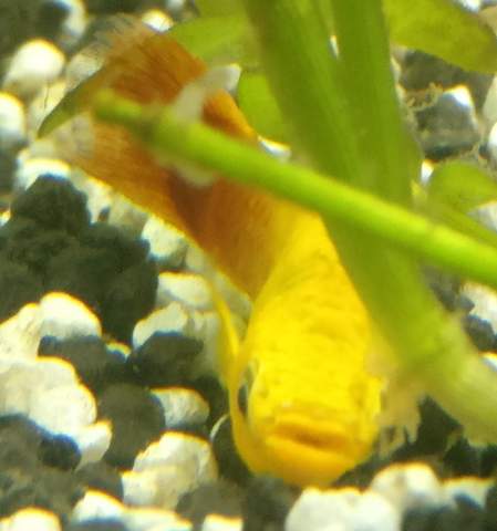 - (Fische, Aquarium, toter Fisch)