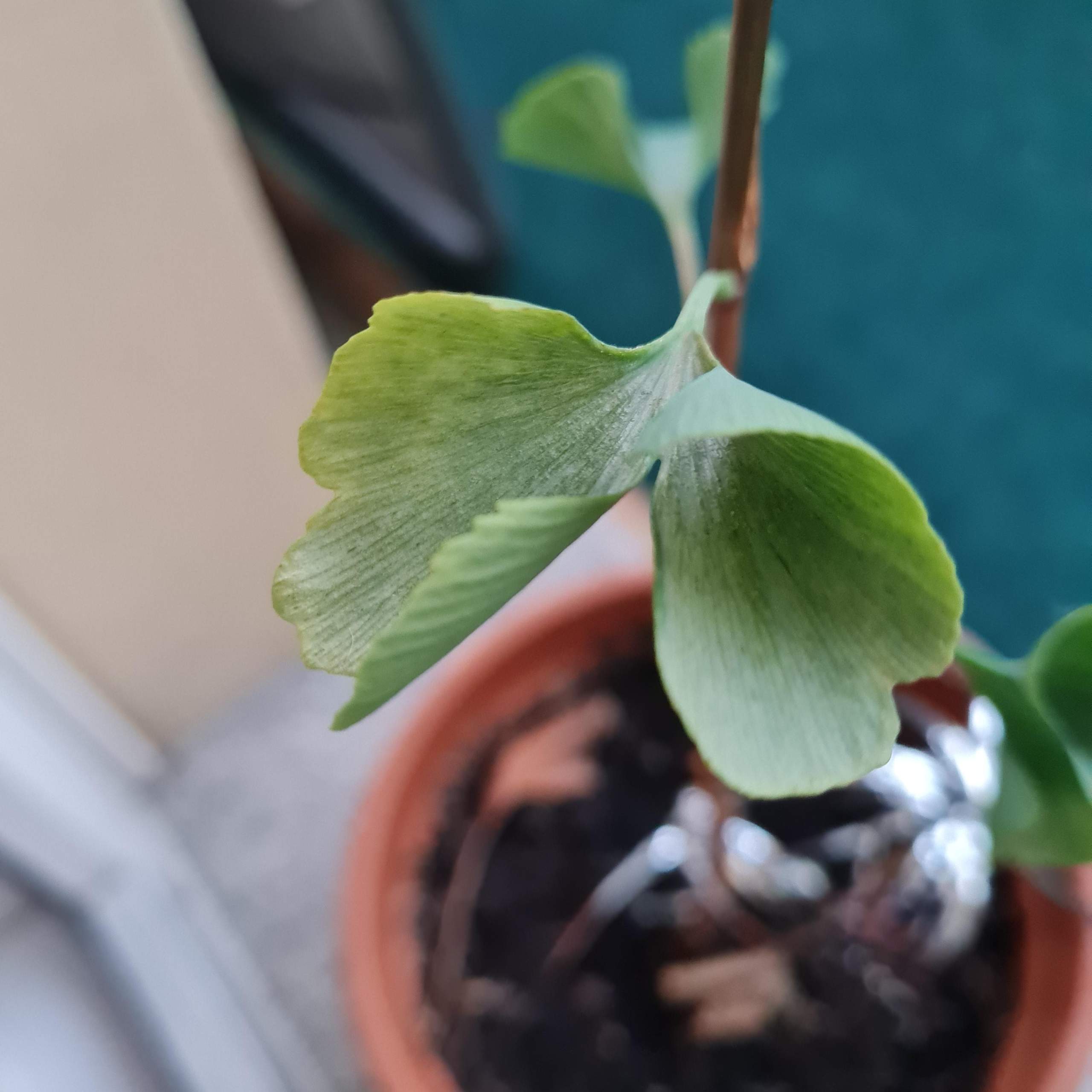 nachhaltige zimmerpflanzen kaufen Groe Geigenfeige kaufen  Green Me Up