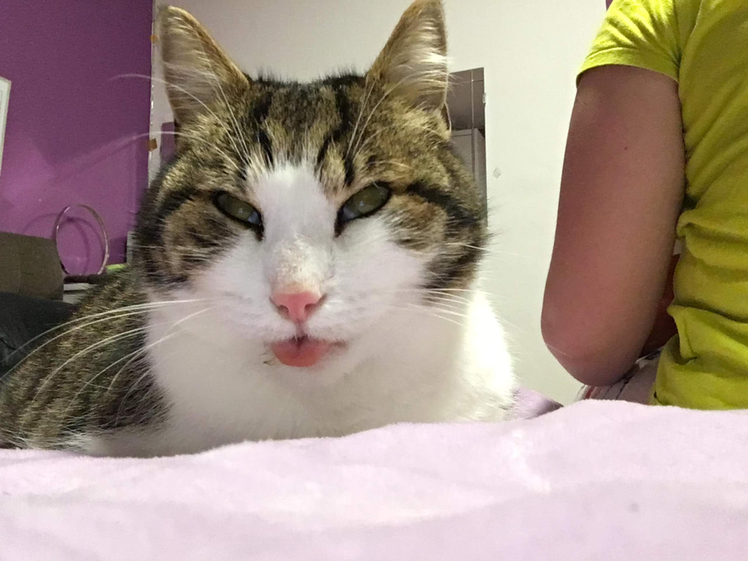 Stirbt meine Katzen? (Tiere, Katze)