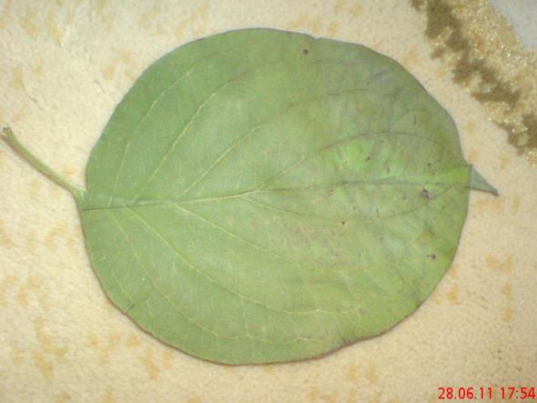 Blatt4 - (Blatt, bestimmen, Herbarium)