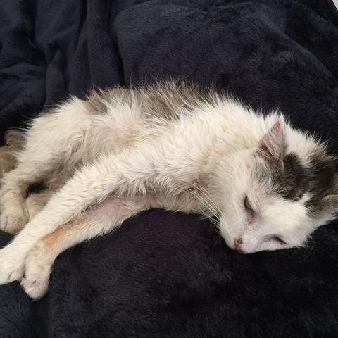 Strassenkatze Aufgenommen Wisst Ihr Was Man Gegen Das Fettige