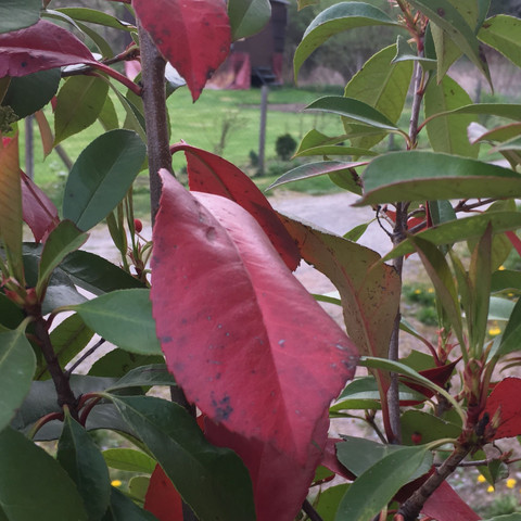 Rote Blätter  - (Garten, Sträucher)