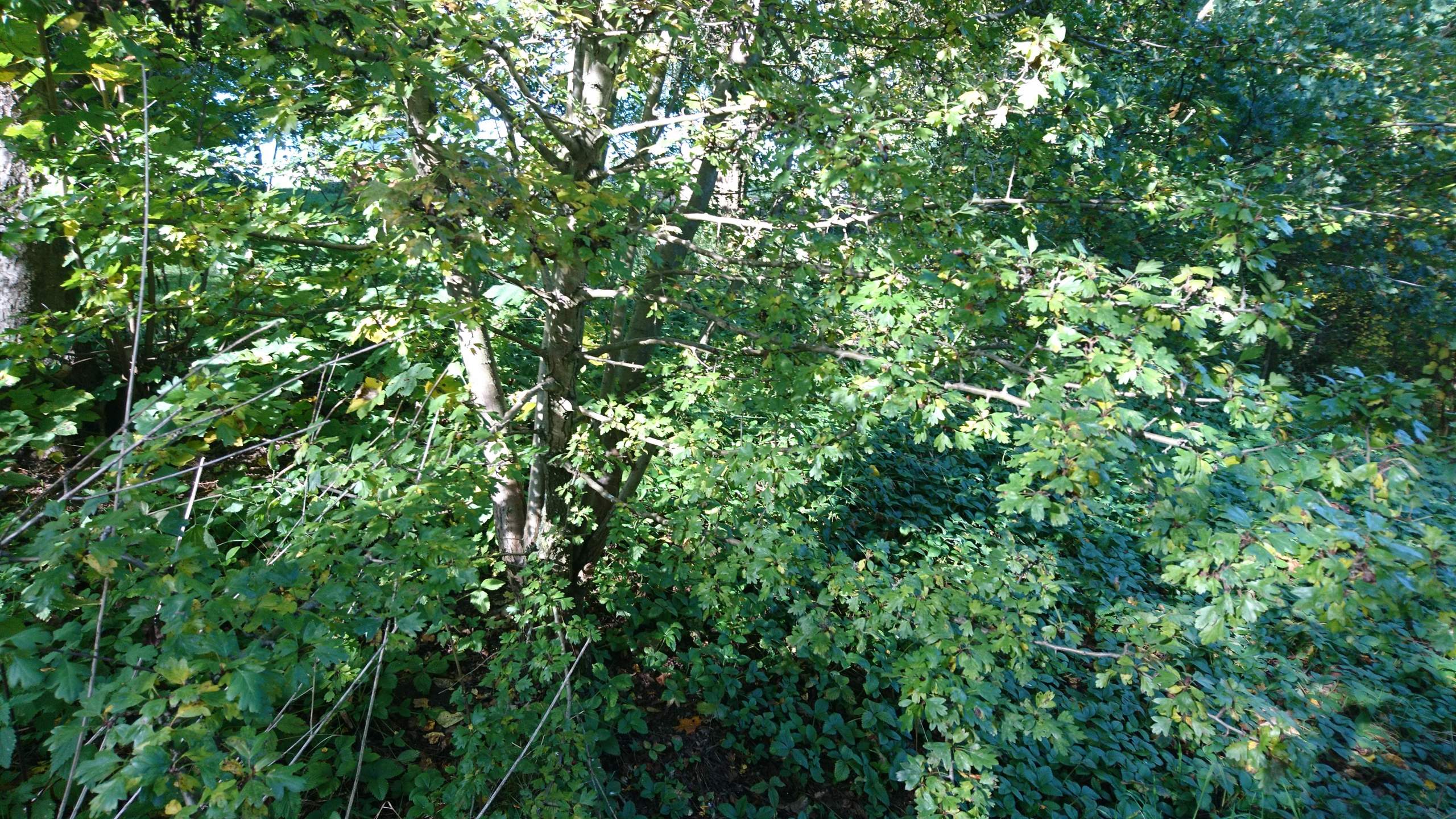 Strauch/Baum mit gezackten Blättern? (Biologie, Pflanzen, Garten)