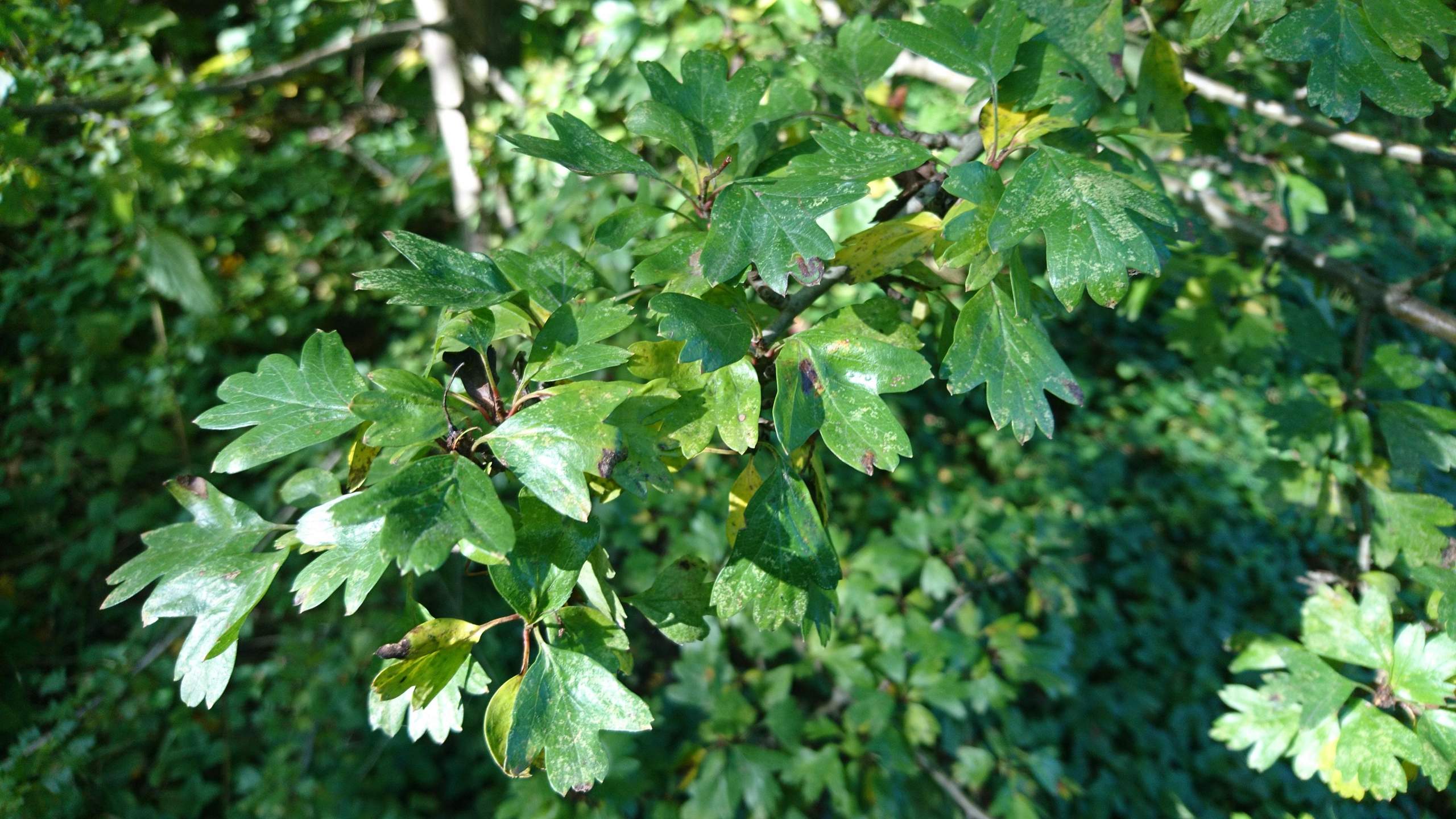 Strauch/Baum mit gezackten Blättern? (Biologie, Pflanzen, Garten)