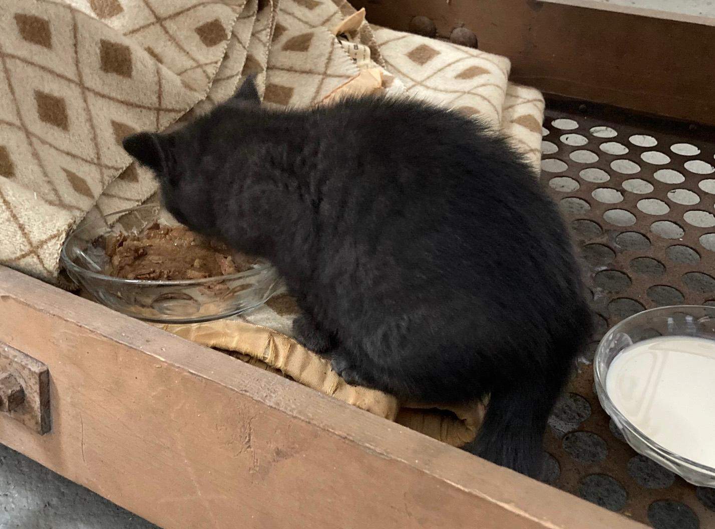 Streunendes Kitten, was tun? (Tierarzt, Katzenjunges, Tierheim)