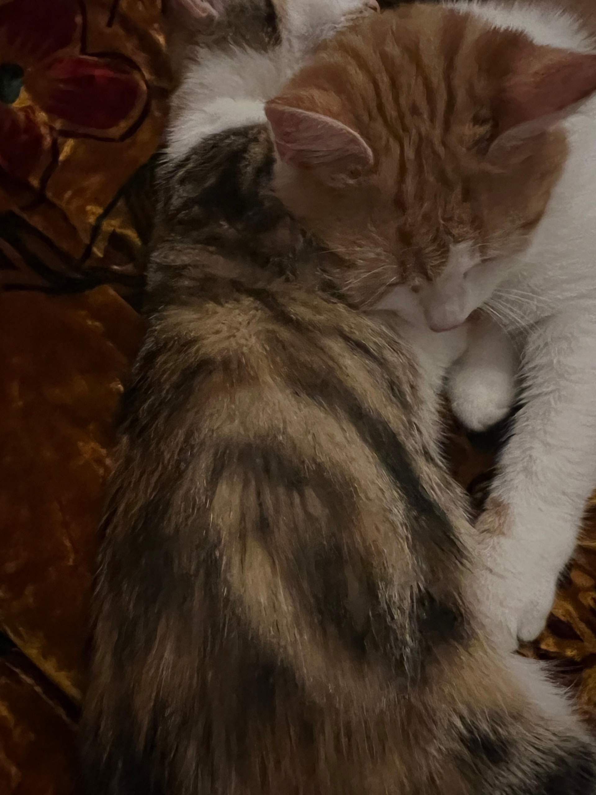 Struktur im Bauch meiner Katze? (Hauskatze, artgerechte Haltung, Trächtigkeit)