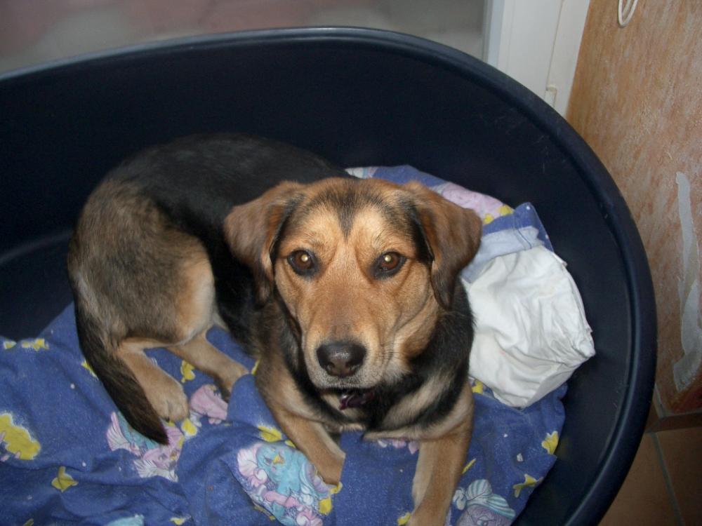 Stumpfes schuppiges Fell bei meinem Hund. (Hundefutter, Hundepflege)