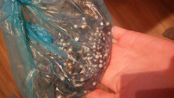 Styroporkugelchen Am Wegrand Hund Haustiere Giftkoder