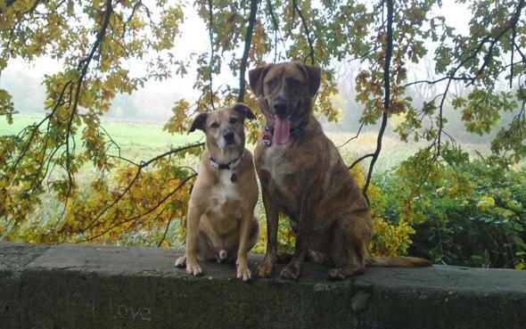meine Hunde - (Bilder, Kamera)