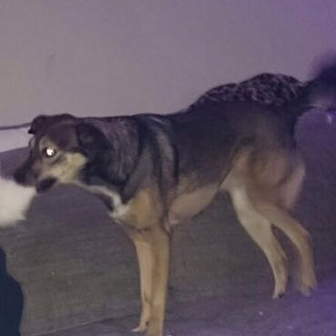 Leider etwas verschwommen - (Tiere, Hund, Mischling)