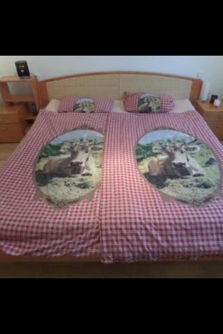 Suche Kuhbettwasche Kuh Bettwasche
