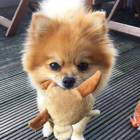 briochi - (Hund, kaufen, Pomeranian)