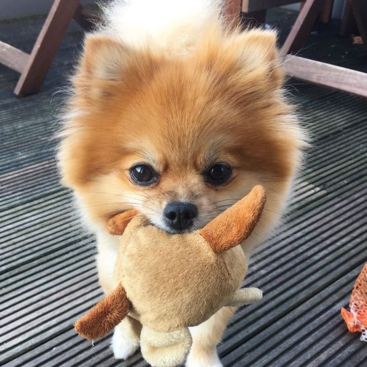 suche kleinen hund zu kaufen