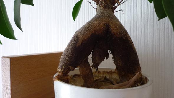 Stamm - (Garten, Pflanzen, Natur)
