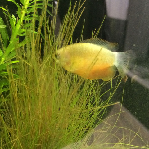 Suche den Namen dieses Aquariumfisches? Wer kennt diese Art? (Fische