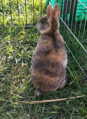 Suche Namen Fur Kaninchen Dame Habt Ihr Ideen Tiere Haustiere Kleintiere
