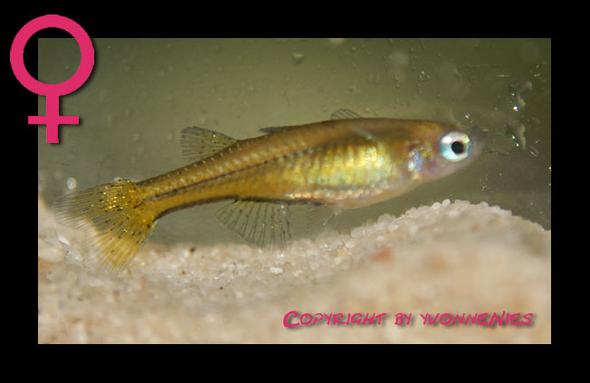 Pseudomugli furcatus Weibchen - (Tiere, Versand, Fische)