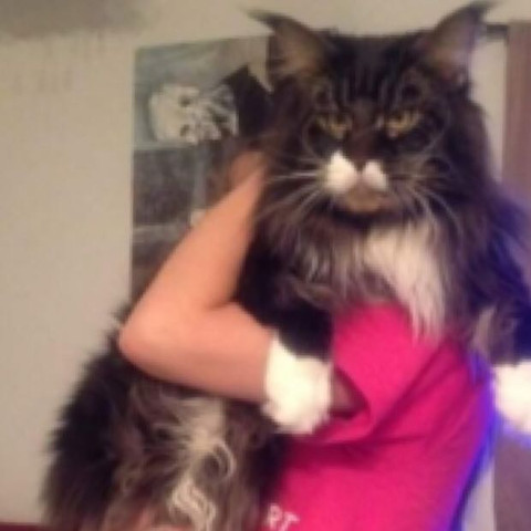 Xxl Maine coon - (Kater, mainecoon)