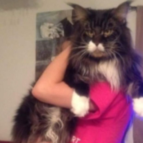 Suche Xxl Maine Coon Kater Die Von Der Echten Grossen Sorten