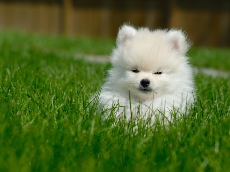 Süße Hunde namen für einen Baby Hund, männlich
