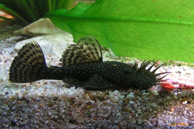 Susse Namen Fur Fische Aquarium Antennenwels