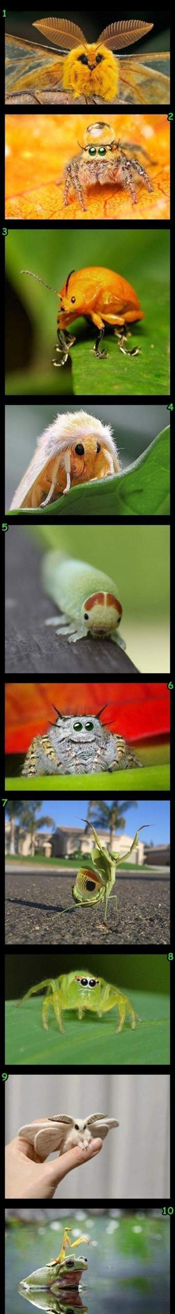 Süße niedliche Insekten? (Tiere, Biologie, fauna)