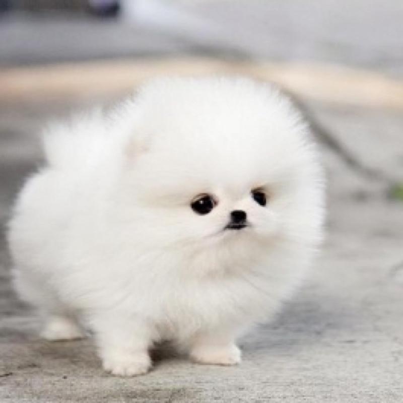 Zu welcher Rasse gehört dieser süße Hund? (klein, süß, flauschig)