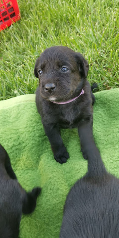 Susser Hundename Weib Tiere Hund Name