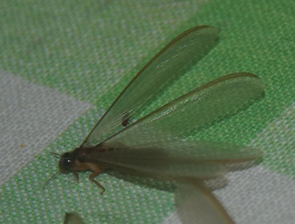Insekt aus Sri Lanka und Nepal - (Biologie, Insekten, Schwarm)