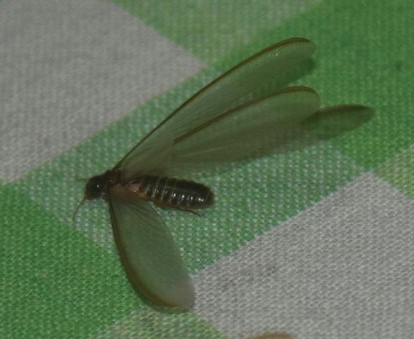 Insekt aus Sri Lanka und Nepal - (Biologie, Insekten, Schwarm)