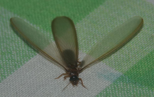 Insekt aus Sri Lanka und Nepal - (Biologie, Insekten, Schwarm)