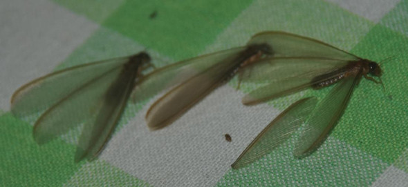 Insekt aus Sri Lanka und Nepal - (Biologie, Insekten, Schwarm)