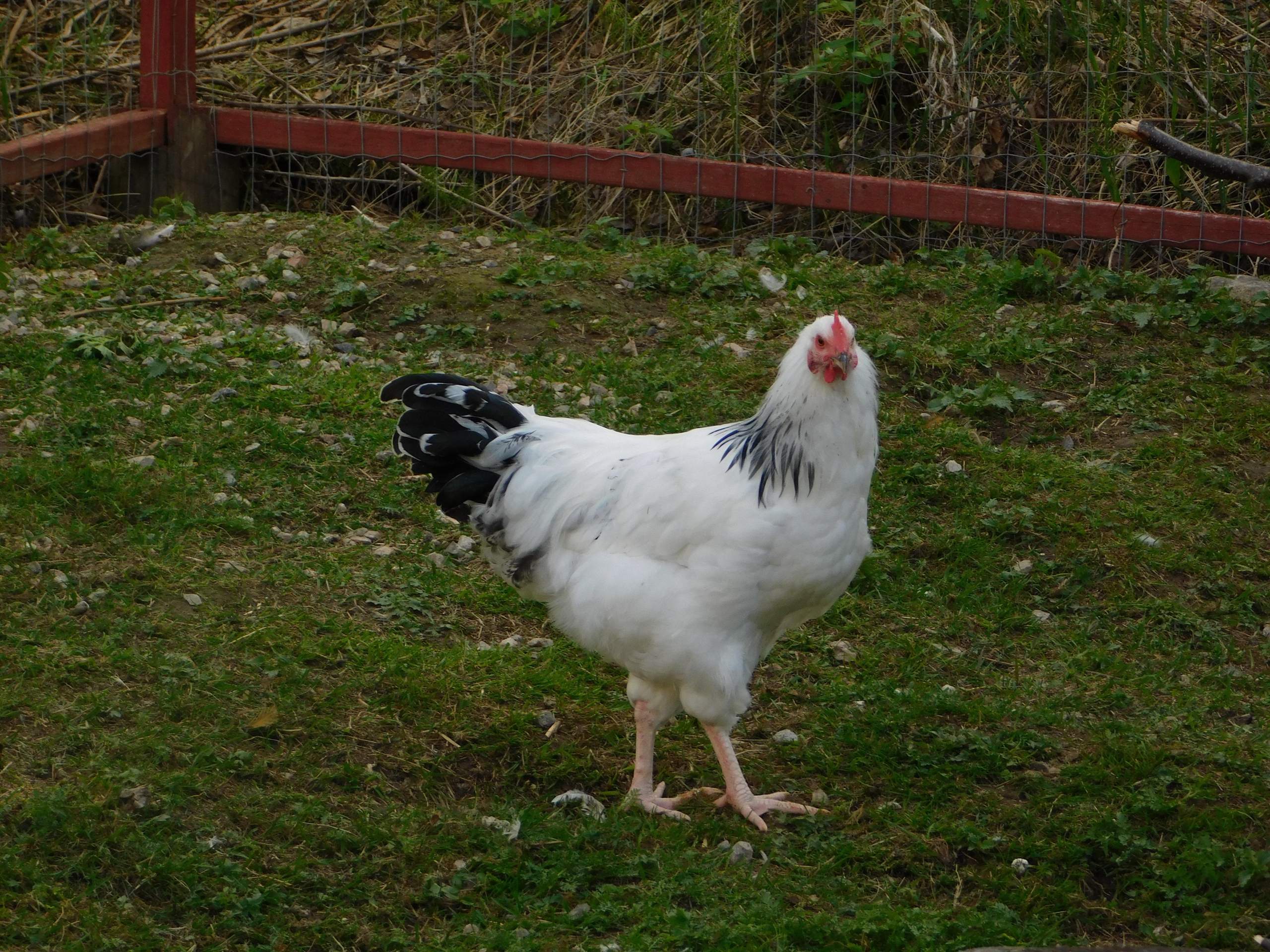 Sussex Hahn Oder Henne? (Geschlecht, Huhn)