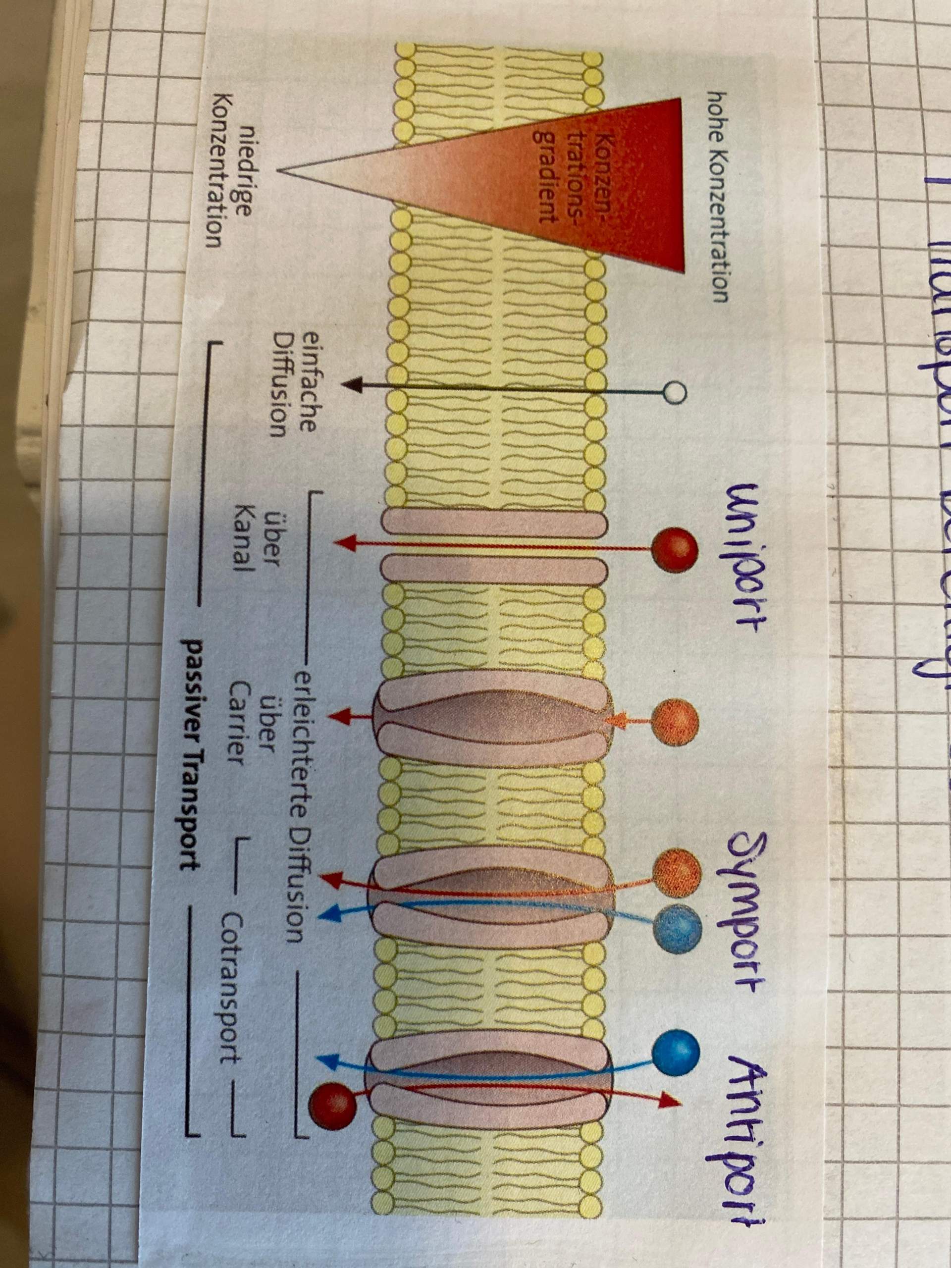 Symport/Antiport Negativ? (Schule, Biologie)
