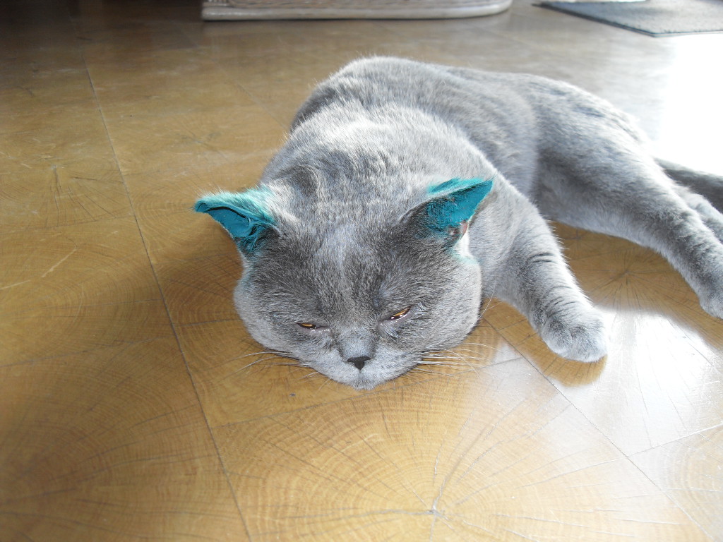 Tatowierungsfarbe Aus Katzenfell Entfernen Katze